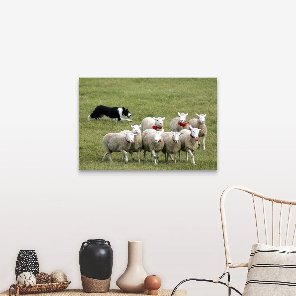 "Border Collie herding sheep" Canvas Wall Art