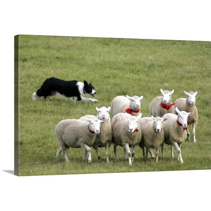 "Border Collie herding sheep" Canvas Wall Art