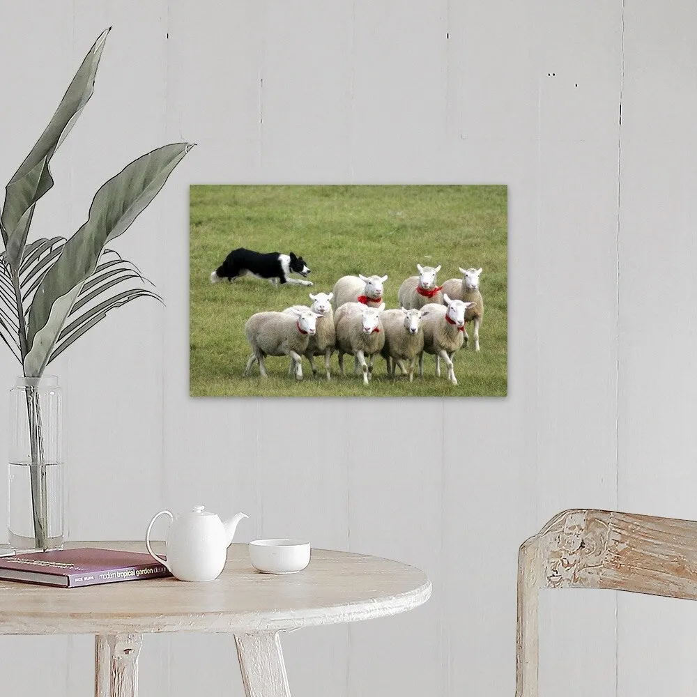 "Border Collie herding sheep" Canvas Wall Art