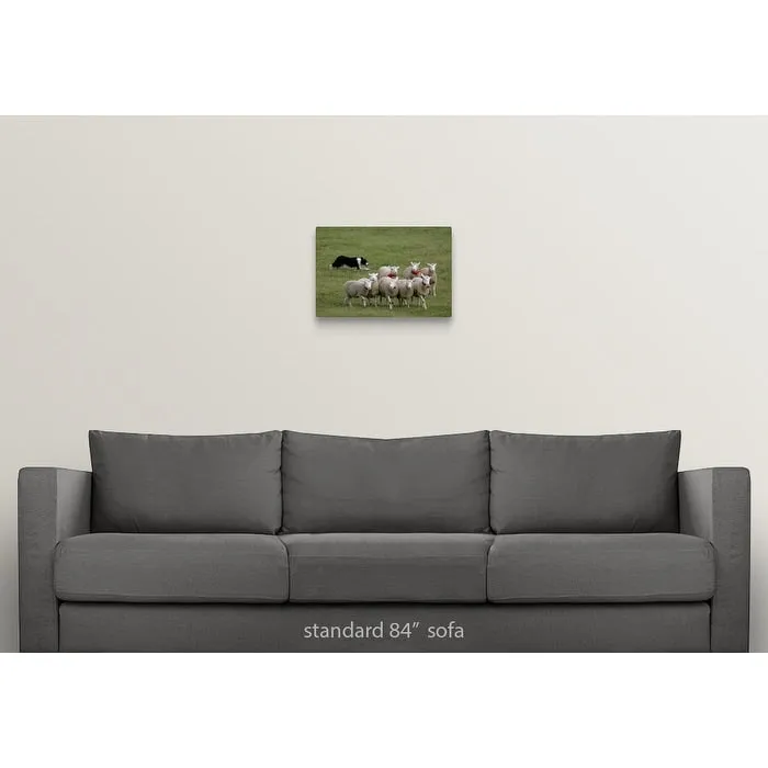 "Border Collie herding sheep" Canvas Wall Art