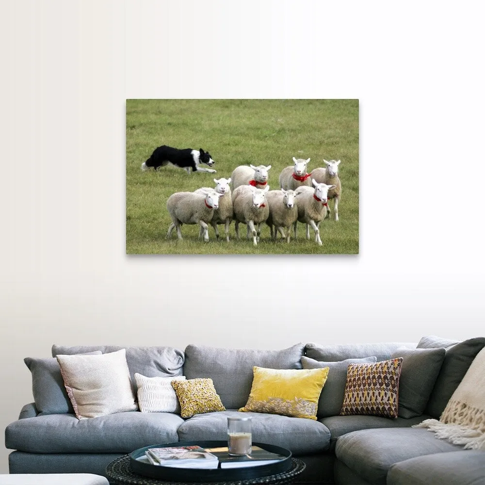 "Border Collie herding sheep" Canvas Wall Art